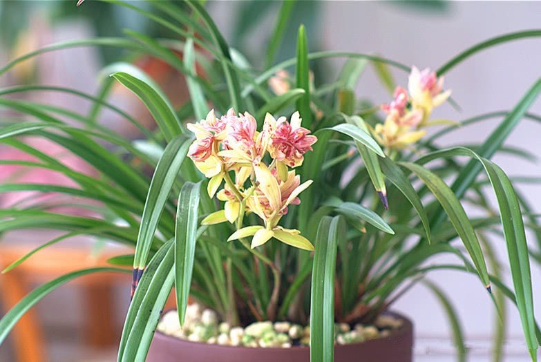 Novice orchids choose these cheap, easy-to-bloom, diligent, beautiful and fragrant plants.