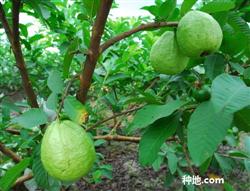 What should be paid attention to when applying fertilizer to guava trees?