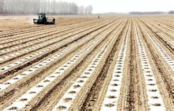 Cotton sowing techniques in spring