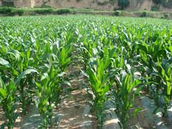 Planting techniques of fresh Sweet Corn in Spring