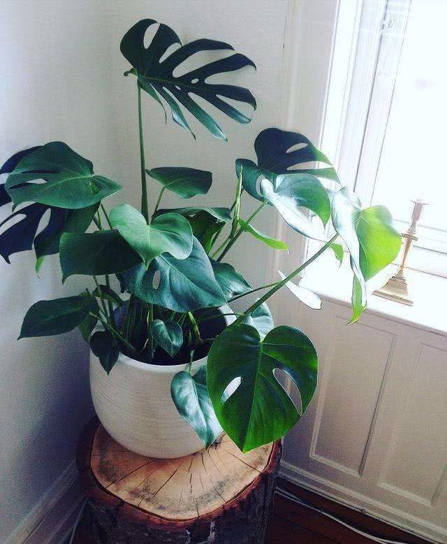 After living in the house for three years, the formaldehyde still exceeds the standard and put these pots of flowers at ease.