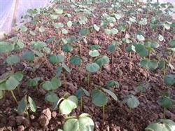 Interplanting cotton with spring cauliflower and summer lettuce