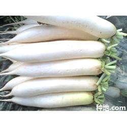 How does growing white radish increase yield?