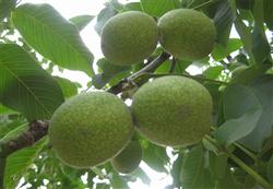 How can thin-skinned walnuts be cultivated for high yield?