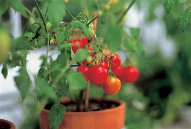 Potted tomatoes use this soil to bear a lot of fruit and hang it all over the pot.