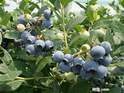 What are the pests in blueberry cultivation?