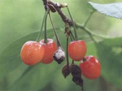 What to do if the cherry tree has brown rot?