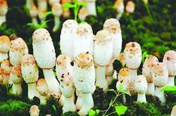 Methods of harvesting and dry processing of Coprinus comatus