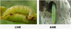 How to prevent and cure the bean borer?