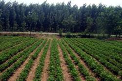 Fertilization Technology of Spring Peanut