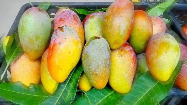 After eating the mango core, don't throw it away. You can grow a small mango bonsai in a few simple steps.