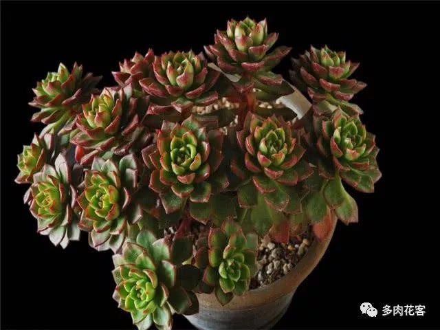 Feed a lot of succulent plants? As long as you learn these points, succulent plants get fatter and fatter.