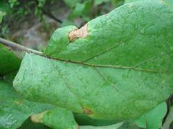 How is eggplant stem and leaf long spot to return a responsibility after all?