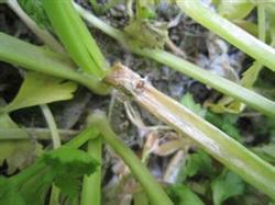 Pollution-free control techniques of Sclerotinia sclerotiorum in coriander