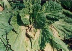 Notes on the use of drugs for the Prevention and treatment of virus Diseases in Chinese Cabbage