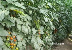 What about cherry tomatoes growing?