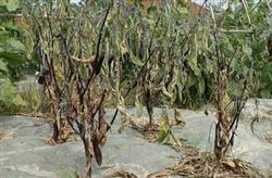 The technique of controlling eggplant wilt by prescribing the right medicine to the case