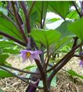 Management of fruiting period of early ripening eggplant in spring