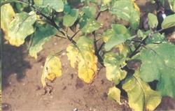 Measures for preventing Verticillium Wilt of eggplant without grafting