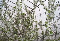 Promoting Regeneration and cultivation of Cherry Tomato in greenhouse