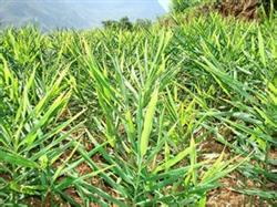 How to harvest ginger and keep seeds