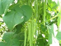 Key points of efficient cultivation of cucumber interplanting kidney bean