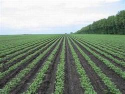 Do soybeans need to be suppressed after sowing?