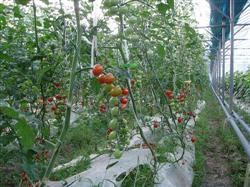 Cultivation techniques of Cherry Tomato