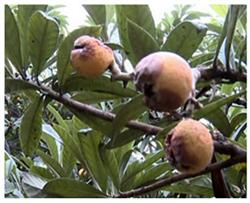 Loquat smart fertilization helps crack prevention and sweetening