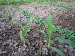 Key points of Seedling raising and transplanting of Spring Maize