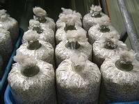 Anti-fouling technology of bag cultivation of Pleurotus eryngii