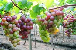 How to prevent grapes from producing small fruits