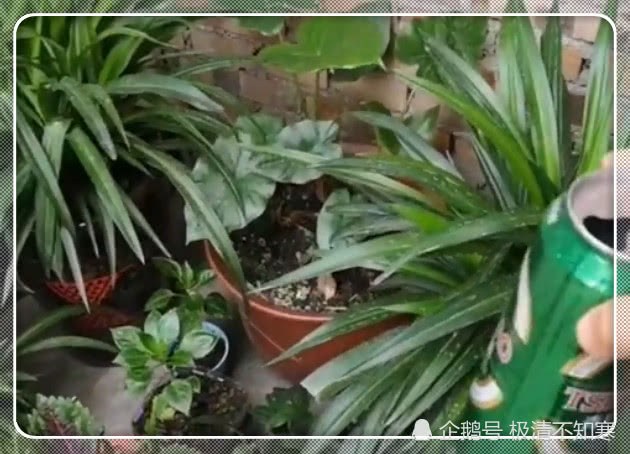 These three kinds of expired food are unexpectedly good babies for growing flowers, throwing leaves and green roots in the pot and blooming violently.