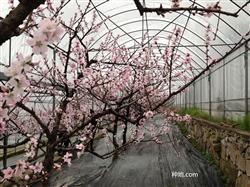 How about picking hearts for peach trees in summer?