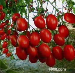 How does cherry tomato press vine operate?