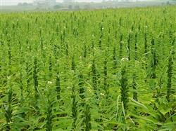 Key points of cultivation and management of sesame