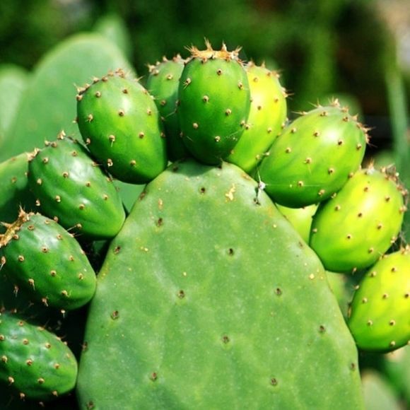 Cactus has been raised for 5 years, but it can produce 30 jin of fruit and flowers: rich in nutrition and making a lot of money