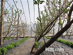 How do greenhouse peach blossoms pollinate?