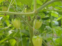 Cultivation techniques of Cherry Tomato in Solar greenhouse in Winter and Spring