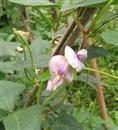 Avoid watering kidney beans during flowering.