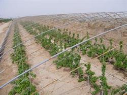 Greenhouse Management Technology of Big Cherry