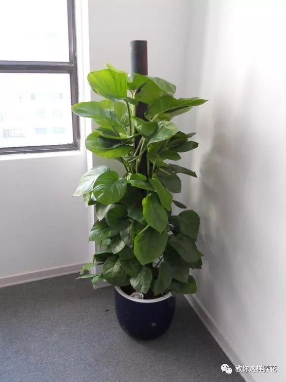 The plastic bottle was built up with a little bark, and the green radish tree went crazy and its leaves were 20 centimeters wide.