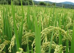 Effect of different ratio of fertilization on yield of Rice