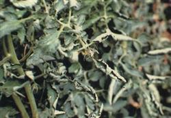 Chemical Control of Tomato Leaf Roll Disease