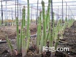 Asparagus planting method