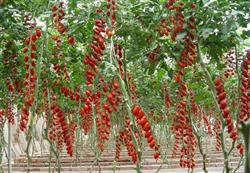 There is potential for cherry tomato cultivation.