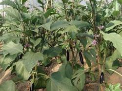 Problems needing attention in using pesticides in pollution-free cultivation of eggplant