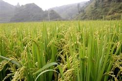 There are measures to increase rice production.