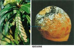 Control of loquat soot disease