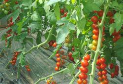 Cultivation techniques of Cherry Tomato